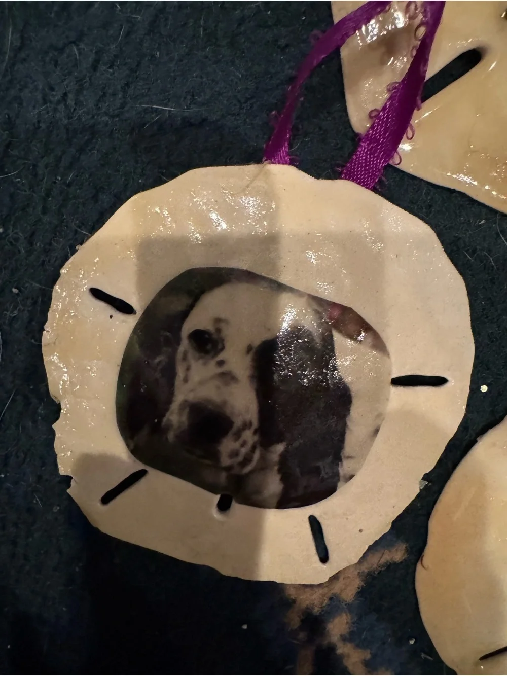 Handmade Dog real Sand Dollar Ornaments in Cream and Tan